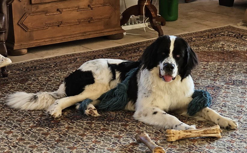 gallery/images-7.-Intern.-Ausstel.-Bremen-01.08--16-